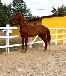 Cavallo pre andaluso