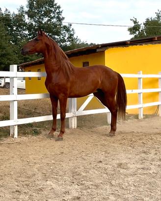 Cavallo pre andaluso
