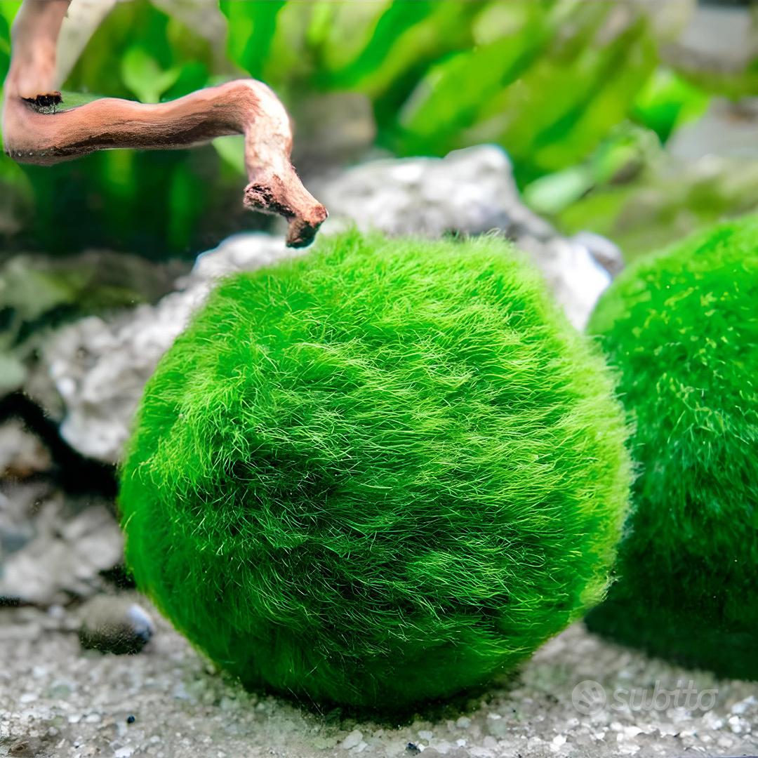 CLADOPHORA alga viva di facile gestione per acquar - Animali In