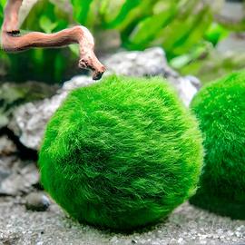 CLADOPHORA alga viva di facile gestione per acquar