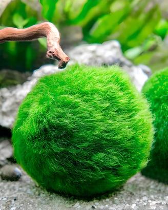 CLADOPHORA alga viva di facile gestione per acquar