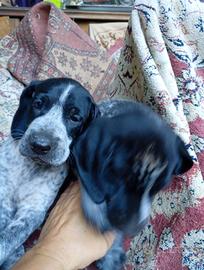 Piccola Luna