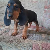 Cani segugi da caccia alla lepre