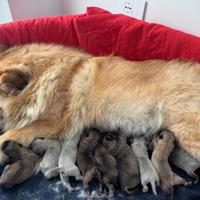 Cuccioli di Chow Chow