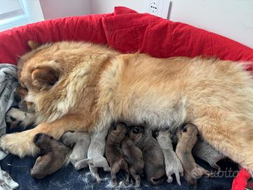 Cuccioli di Chow Chow