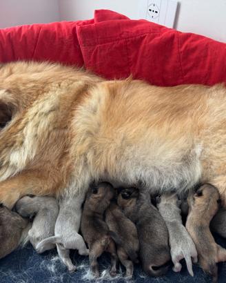 Cuccioli di Chow Chow