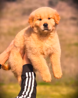 Cuccioli di golden americano puro - all.ric.enci
