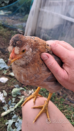 Coppia di Easter Egger
