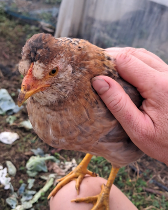 Coppia di Easter Egger