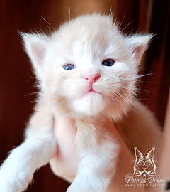 Cuccioli Maine Coon