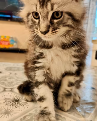 Cucciolo di mainecoon