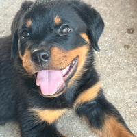 Cucciola Rottweiler