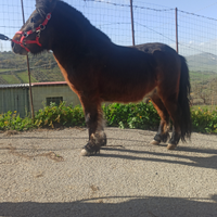 Pony falabella