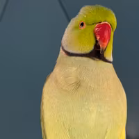 Parrocchetto monaco sessato