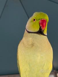 Parrocchetto monaco sessato