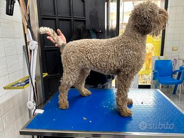 Lagotto romagnolo