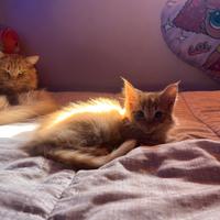 Norvegese delle foreste