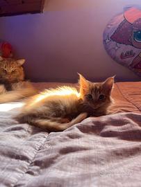 Norvegese delle foreste