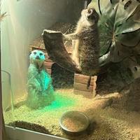 Suricati Giovani - Teca per Animali Esotici