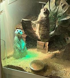 Suricati Giovani - Teca per Animali Esotici