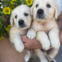 Cuccioli golden retriever inglesi
