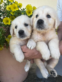 Cuccioli golden retriever inglesi