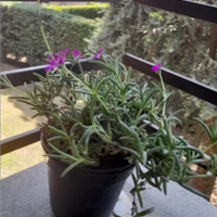 Pianta grassa con fiori fucxia (delosperma)