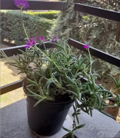 Pianta grassa con fiori fucxia (delosperma)
