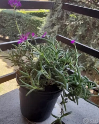 Pianta grassa con fiori fucxia (delosperma)