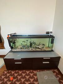 Pesce polar parrot più acquario e accessori- 100