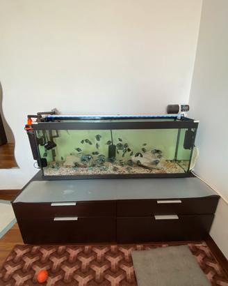 Pesce polar parrot più acquario e accessori- 100