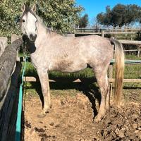 Puledro maschio in affidamento