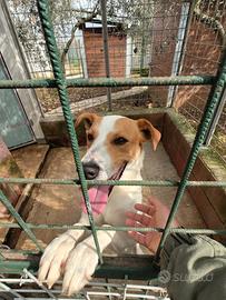 Mix Foxhound Jack Russel maschio