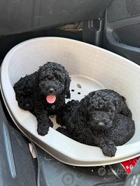 Cuccioli barboncino
