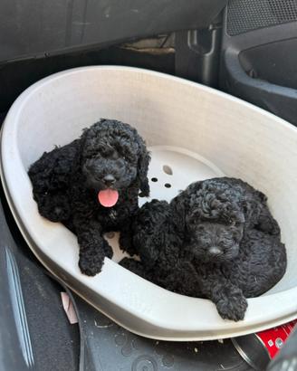 Cuccioli barboncino