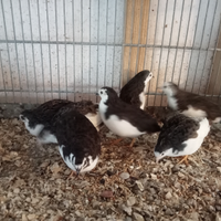 Quaglie cinesi dai mille colori