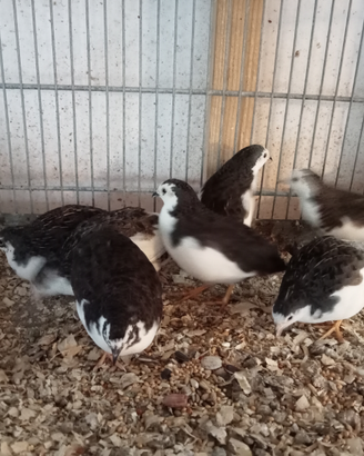 Quaglie cinesi dai mille colori