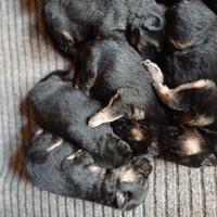 Cucciolata di pastore tedesco con pedigree