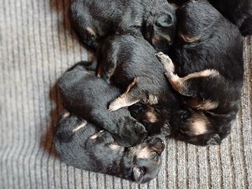 Cucciolata di pastore tedesco con pedigree