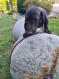 Cucciolo bassotto