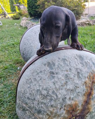 Cucciolo bassotto