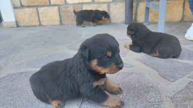 Cucciole di rottweiler