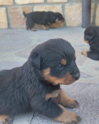Cucciole di rottweiler