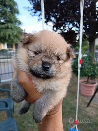 Cuccioli di spitz di pomerania
