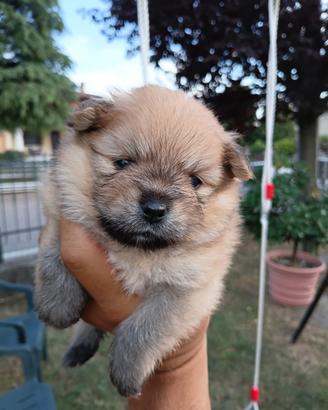 Cuccioli di spitz di pomerania