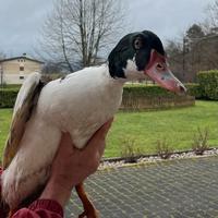 Anatre mulard e galletti di cocincina nana