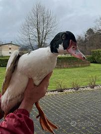 Anatre mulard e galletti di cocincina nana