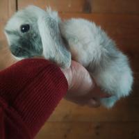 Minilop cucciolo maschietto