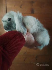 Minilop cucciolo maschietto