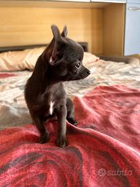 Chihuahua toy nero